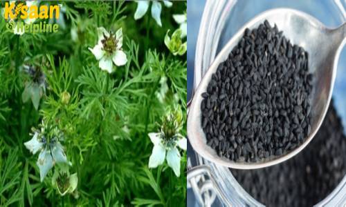 कलौंजी की किस्म NS 44 जो होती 150 दिन में तैयार और प्रति हेक्टेयर 15-20 क्विंटल उत्पादन क्षमता, जानिए कलौंजी की उन्नत खेती के बारे में